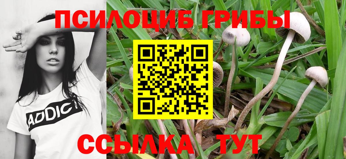 Псилоцибиновые грибы Cubensis Копейск